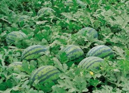 娱乐园八卦吃瓜大全,揭秘明星幕后故事